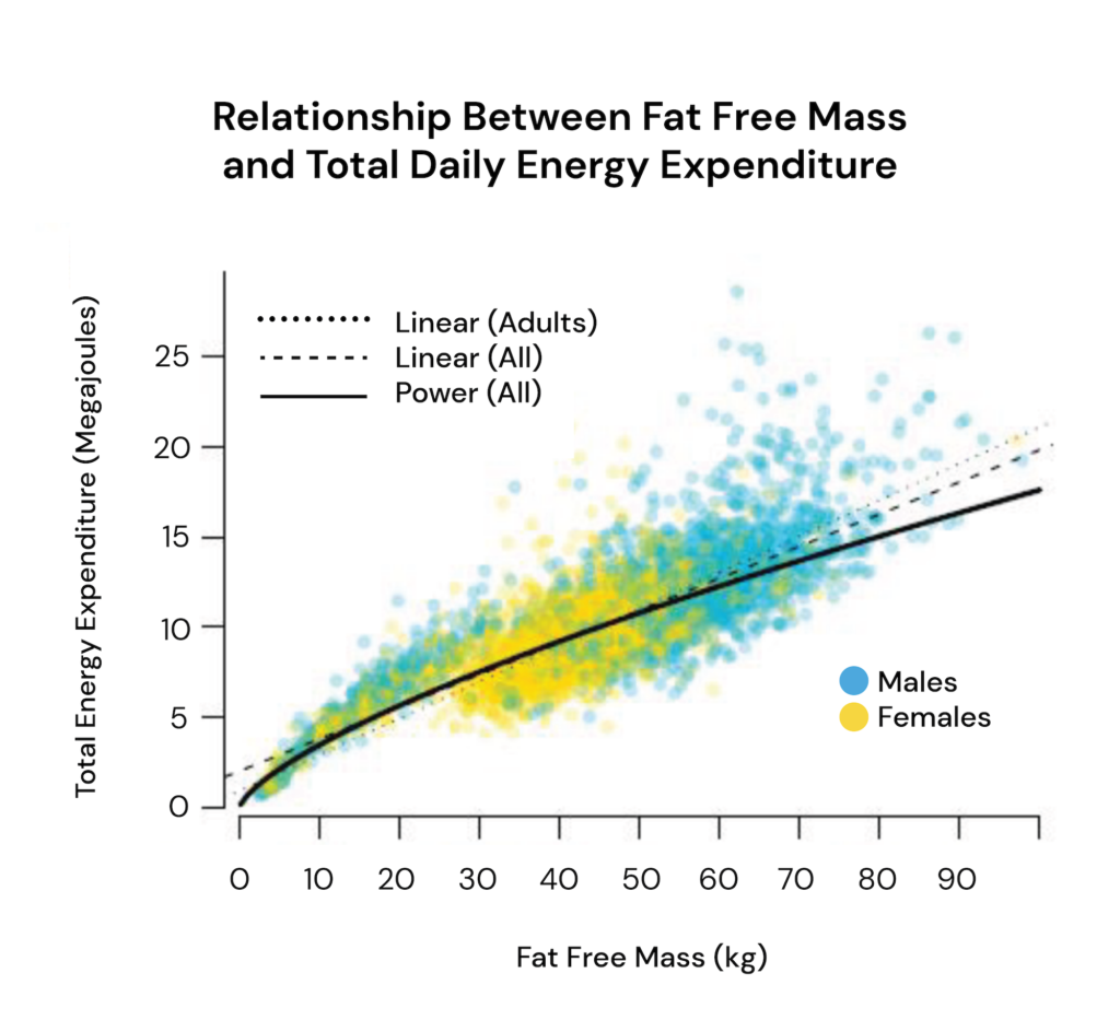 relationship between fat free mass and total daily energy expenditure