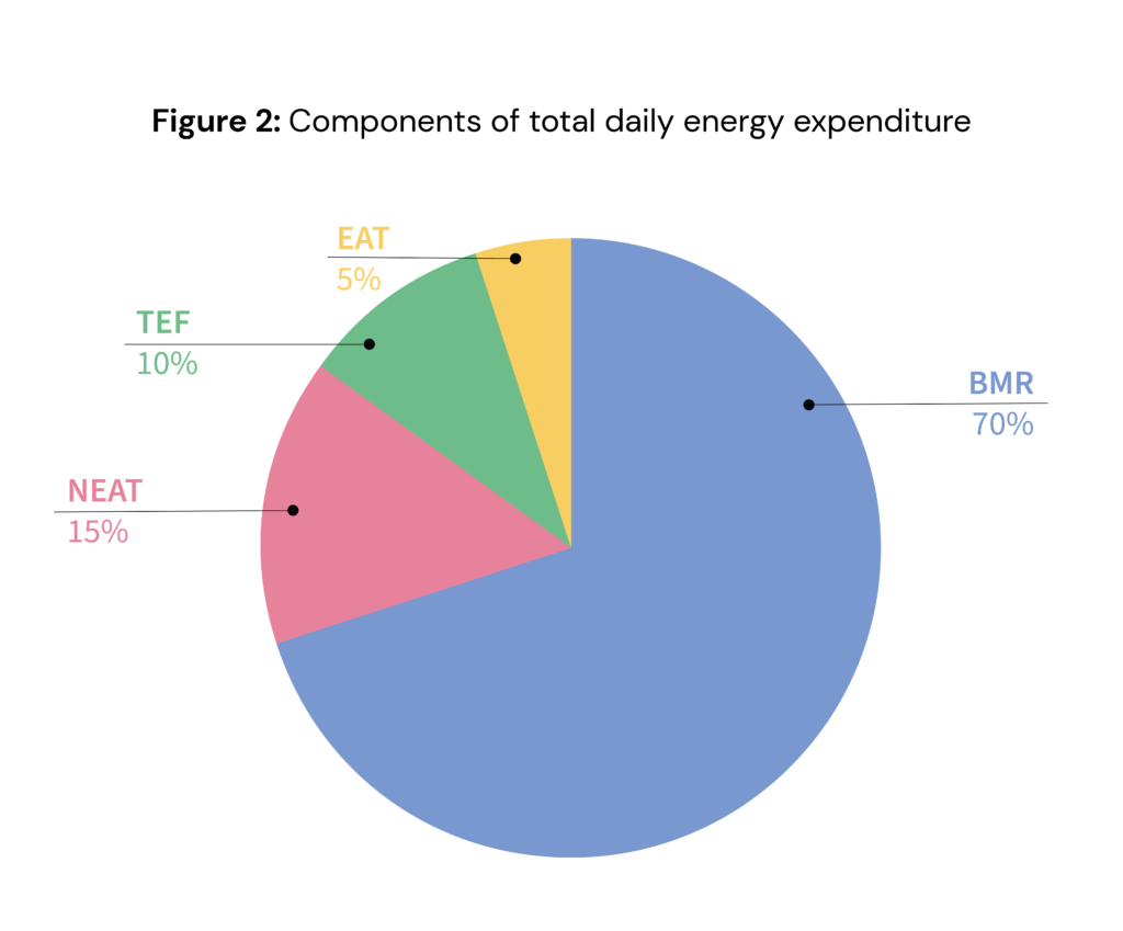 Components of total daily energy expenditure