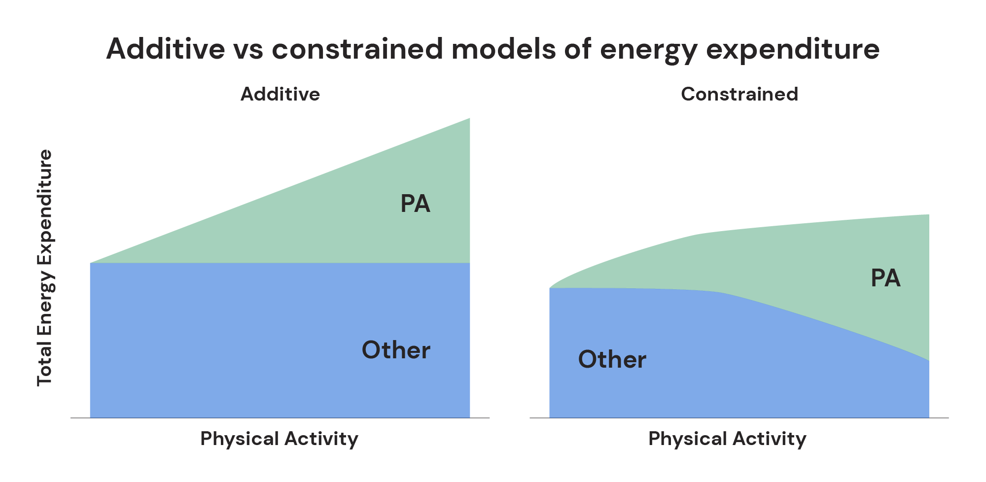 additive vs constrained models of energy expenditure