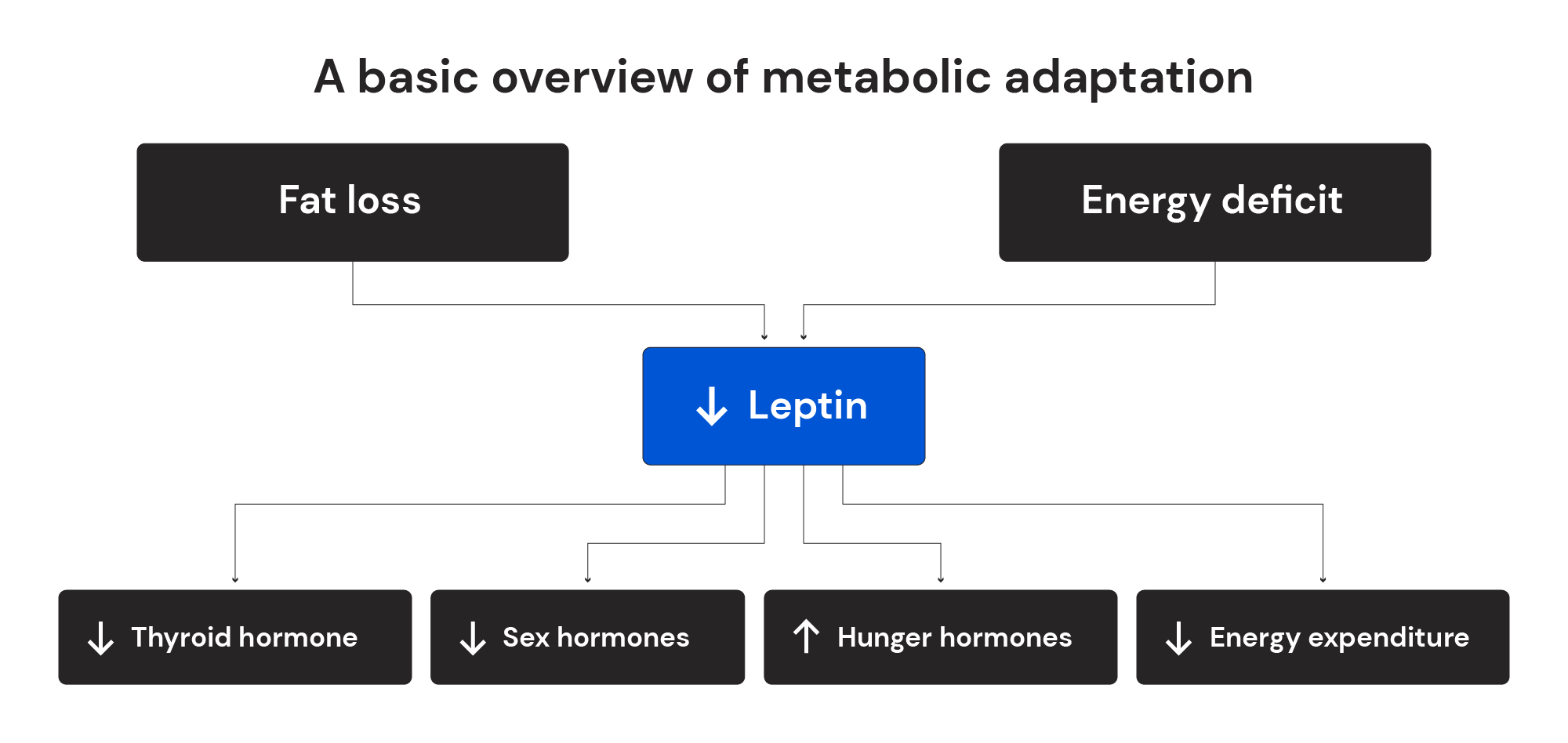 A basic overview of metabolic adaptation