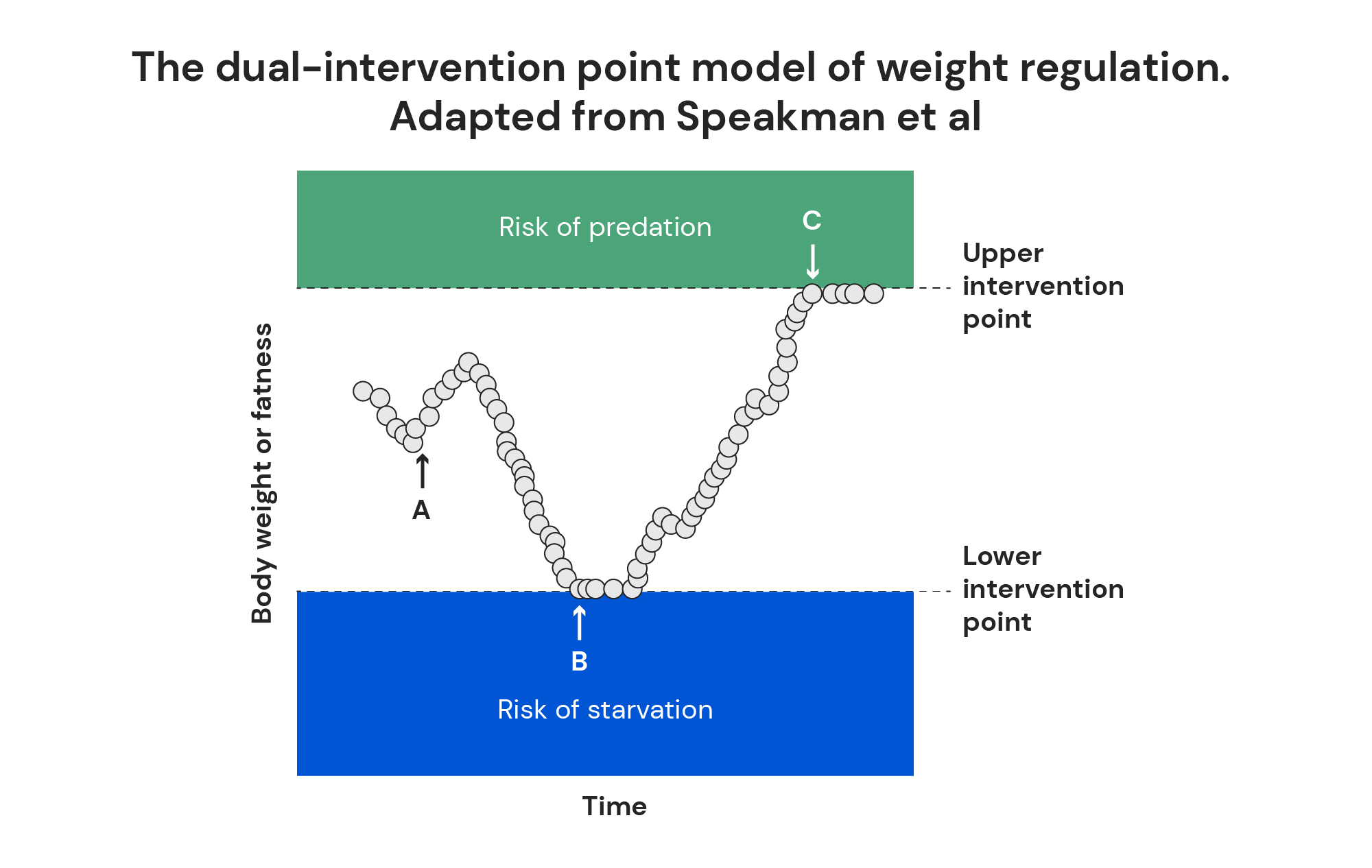 The dual-intervention point model of weight regulation