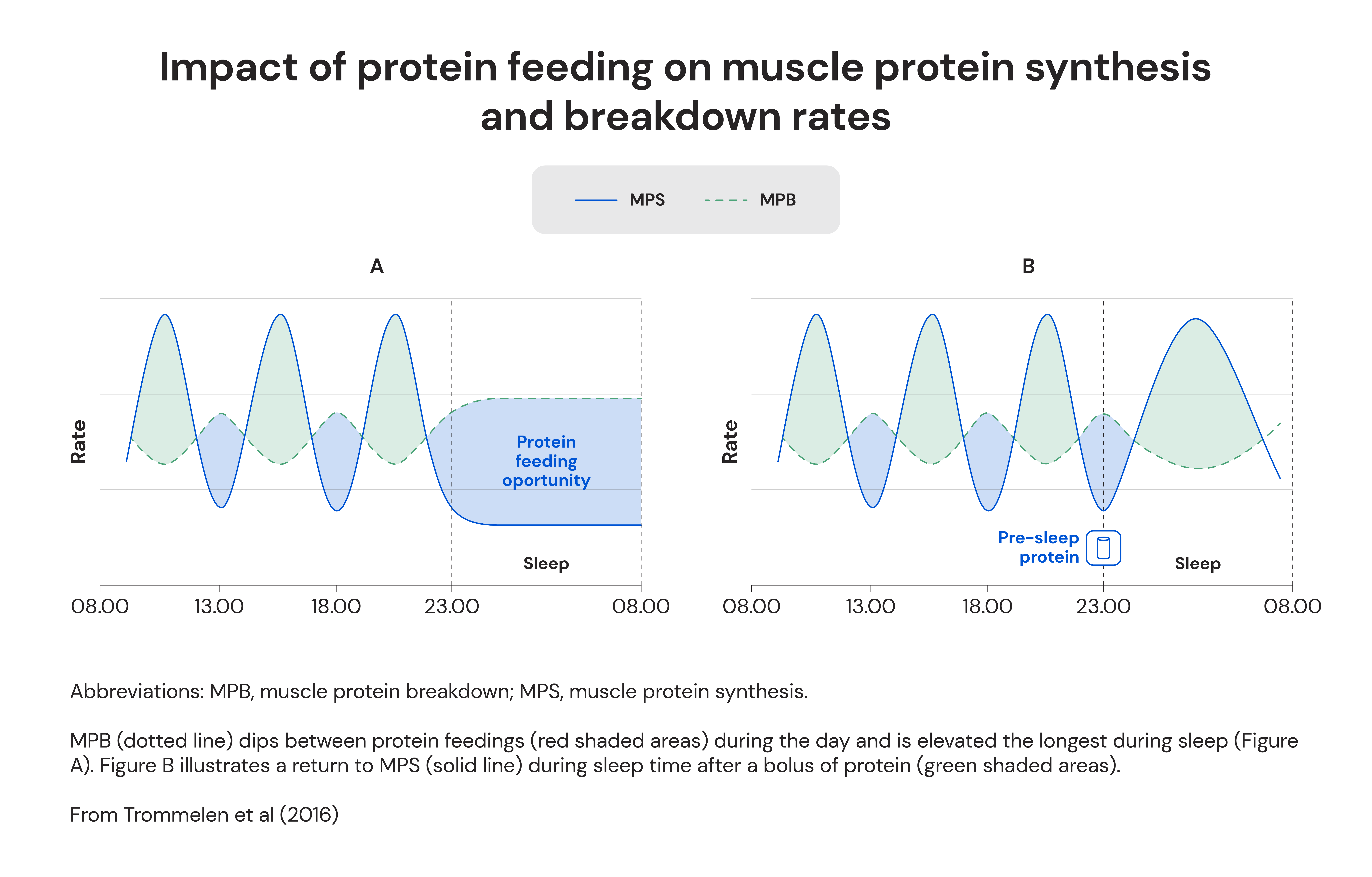 Protein Timing: When to Fuel for Maximum Muscle Gains